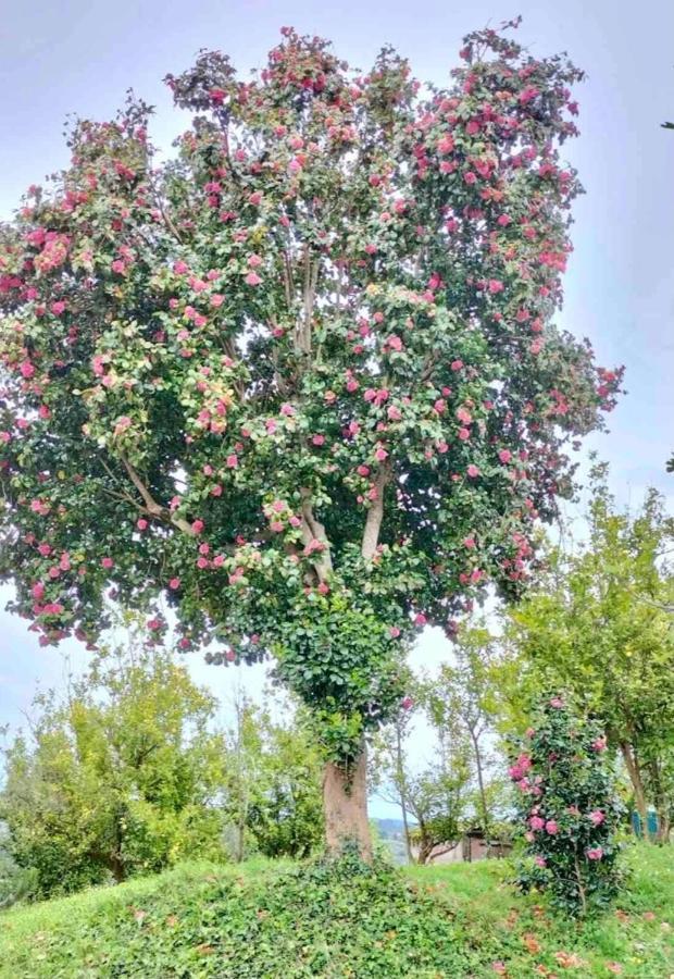 Casa Outeiro Villa Betanzos Dış mekan fotoğraf